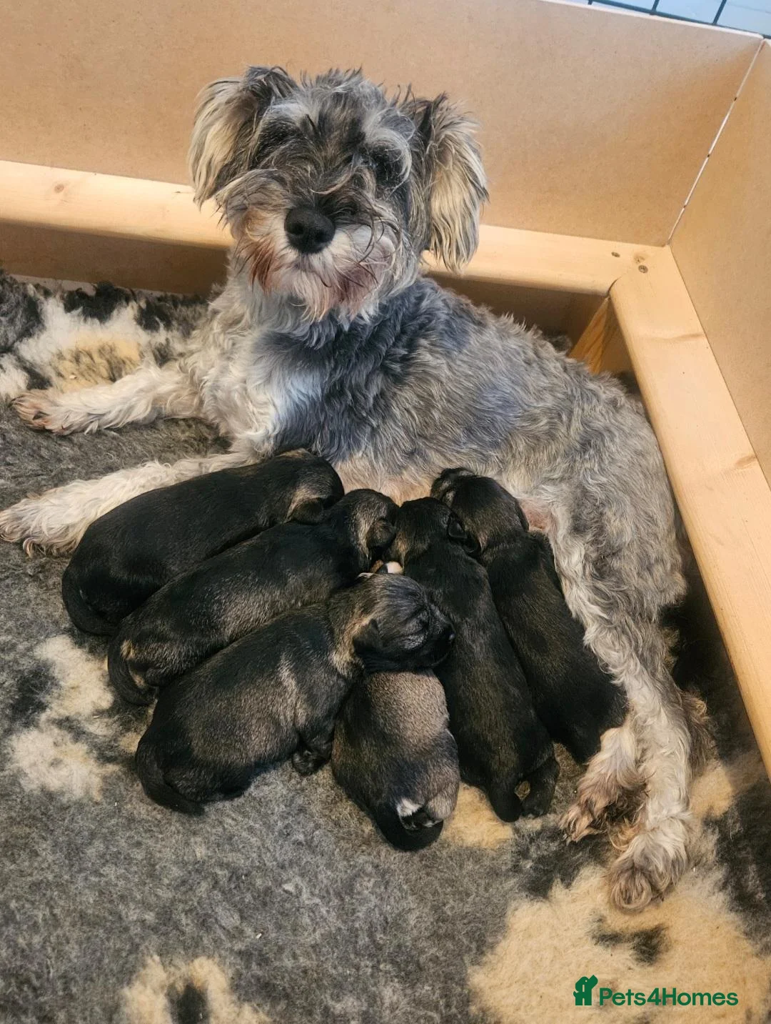 Miniature Schnauzer dogs for sale: Gorgeous miniature schnauzer pups - Advert 1