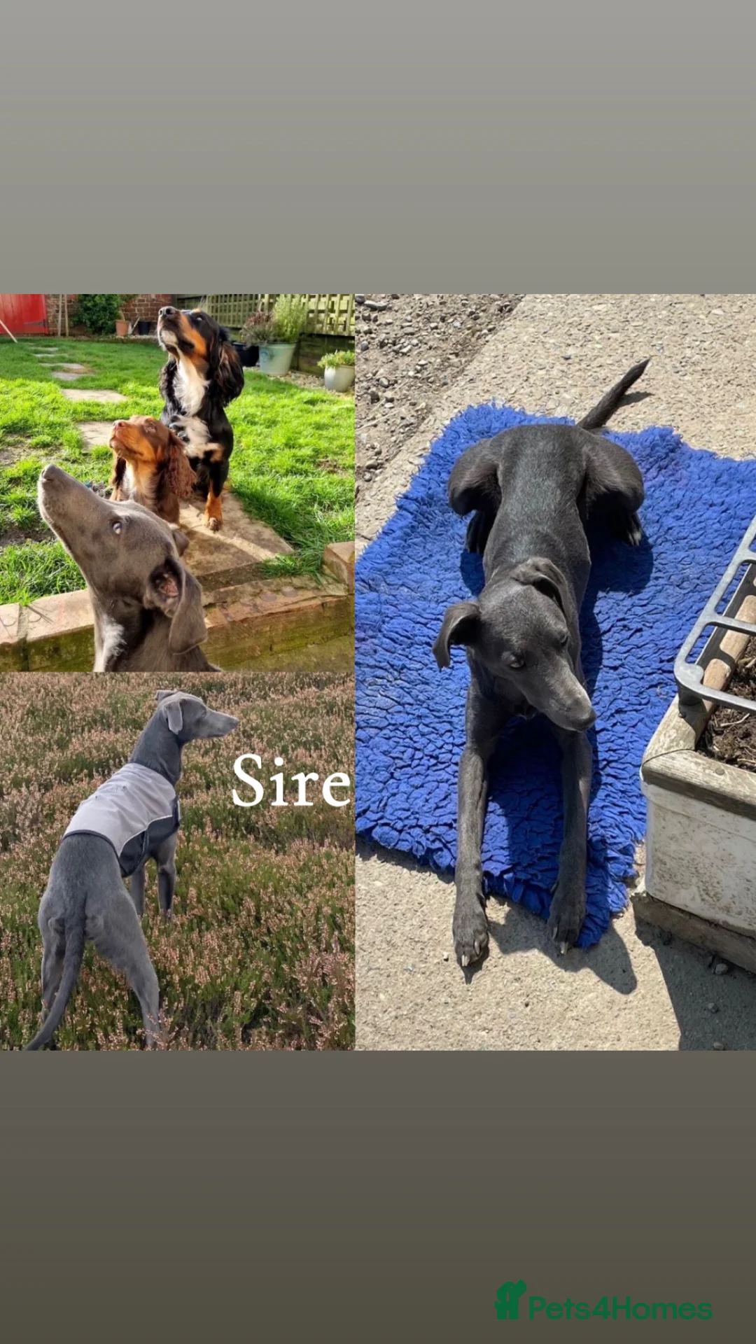 Mixed Breed dogs for sale: Bedlington whippet pups  in Harrogate - Advert 11