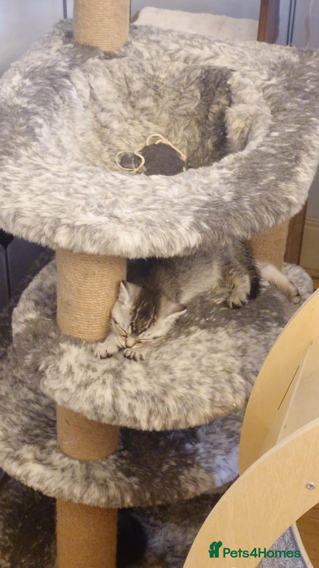 Mixed Breed cats Last grey girl available! - Advert 15