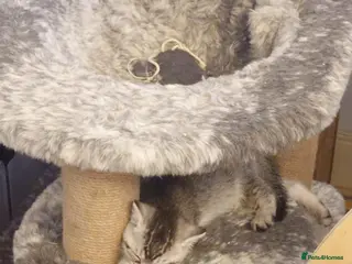 Mixed Breed cats Last grey girl available! - Advert 15