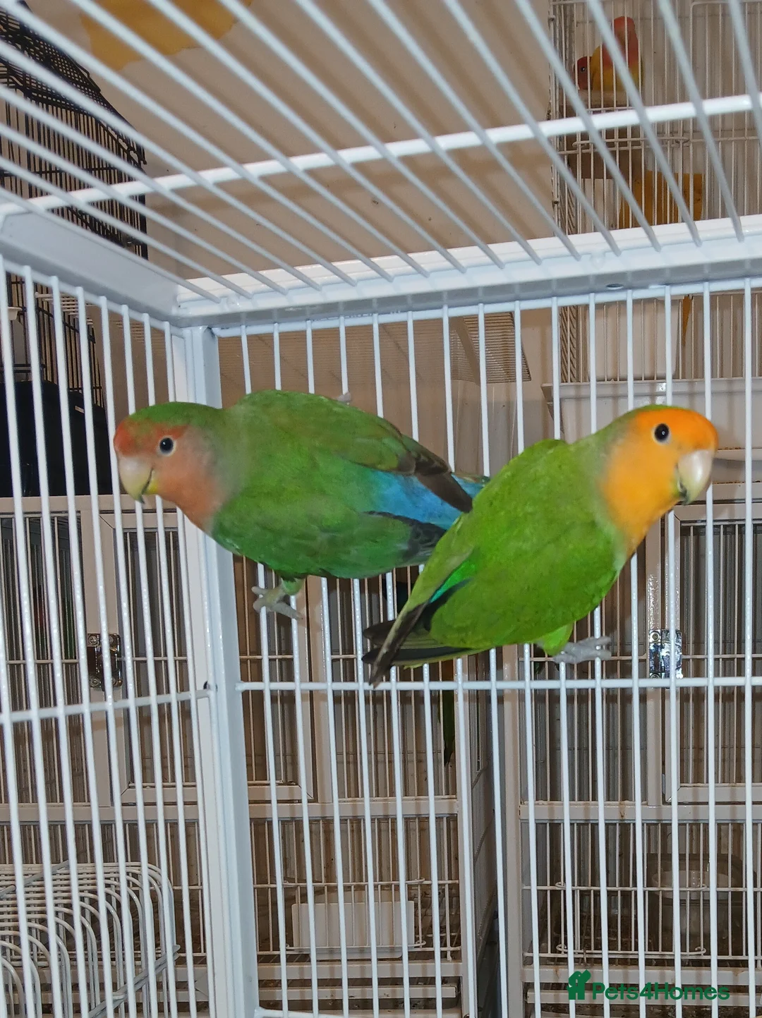 Lovebirds birds for sale: Lovebird Pairs for From £ 50 pair, Milton Keynes in Milton Keynes - Advert 1