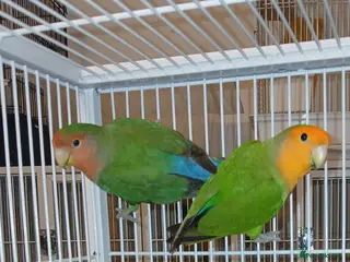 Lovebirds birds Lovebird Pairs for From £ 50 pair, Milton Keynes - Advert 1