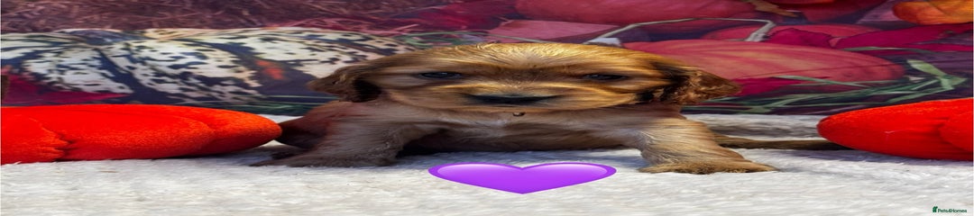 Purple Collar Female