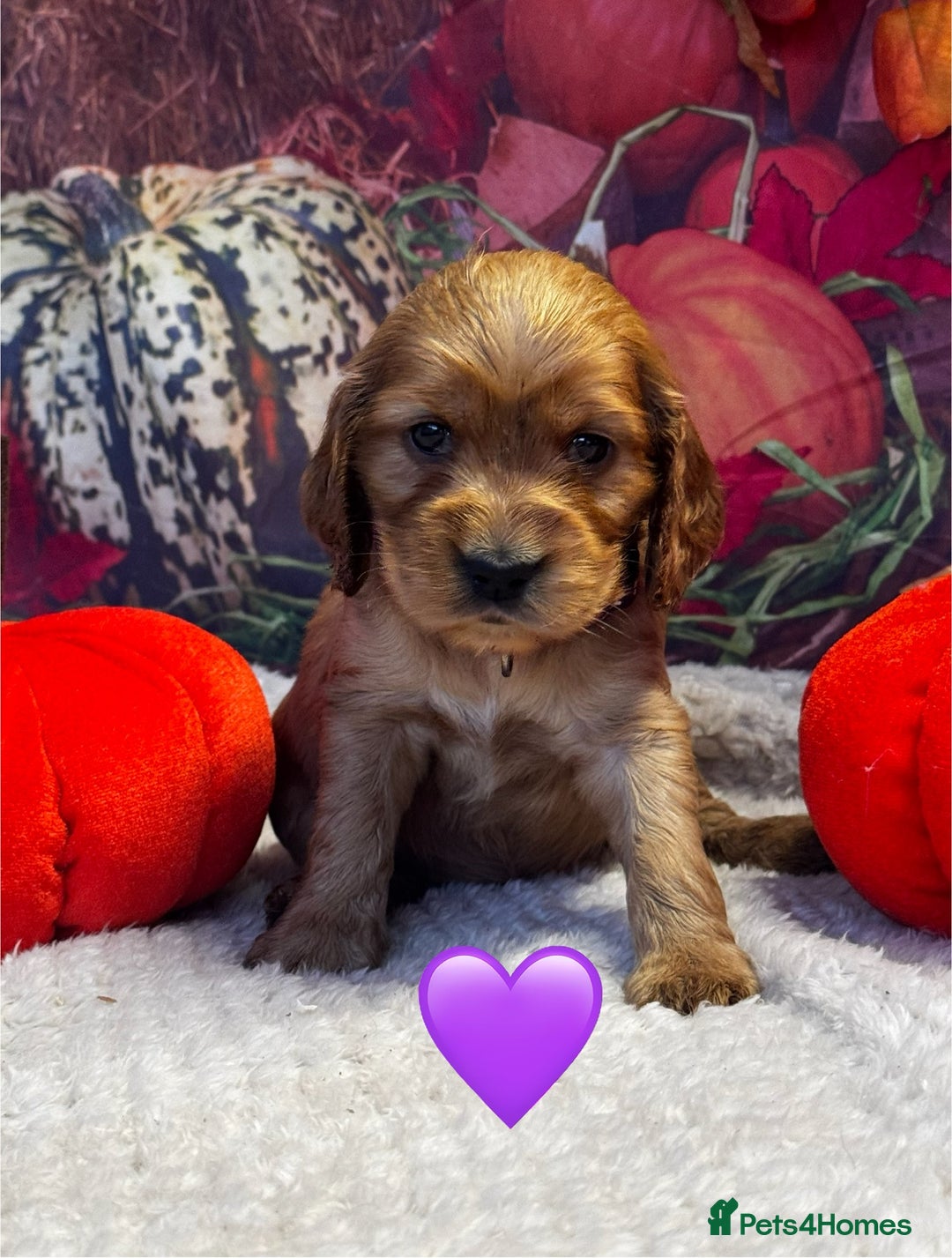 Cocker Spaniel dogs for sale: Outstanding KC Show Cocker Spaniels - Image 11