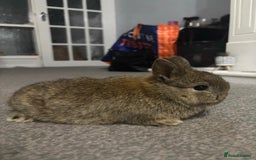 Netherland Dwarf rabbits for sale: netherland dwarf x minilop 5 black / brown rabbits - Image 14