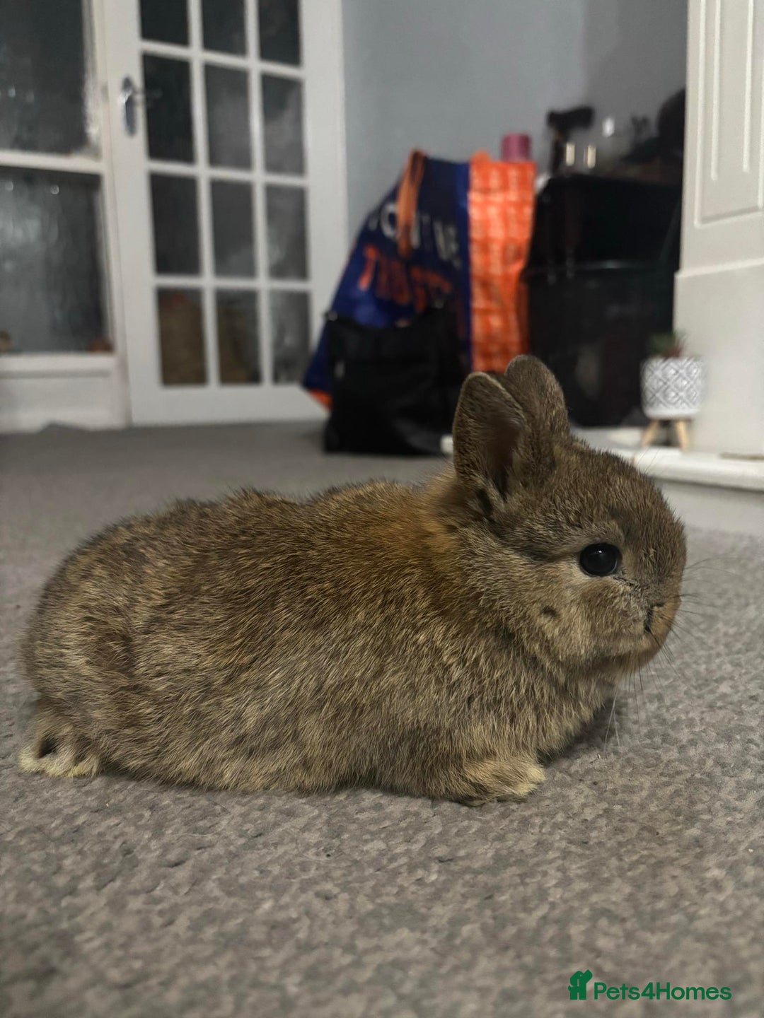 Netherland Dwarf rabbits for sale: netherland dwarf x minilop 5 black / brown rabbits - Image 14