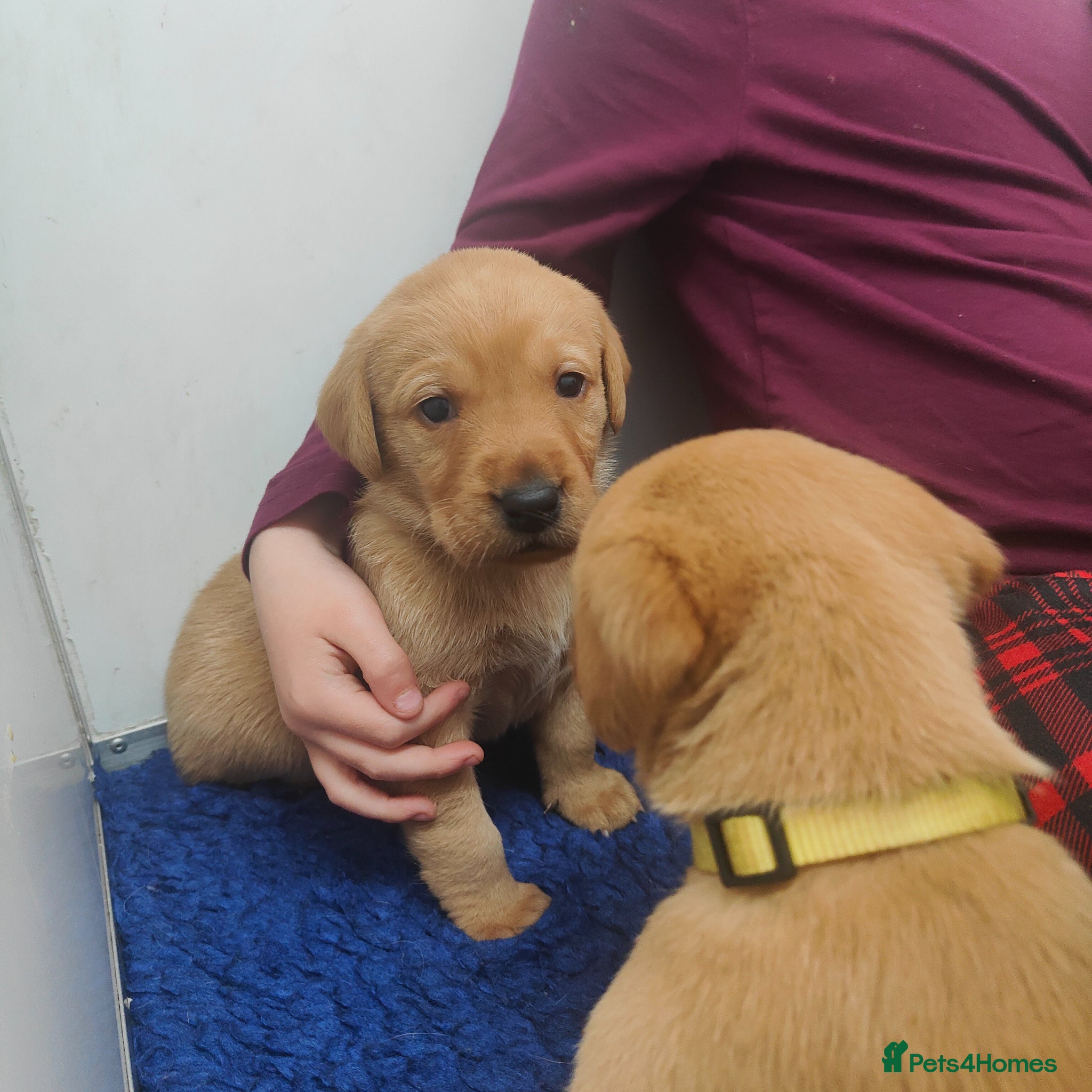 Labrador Retriever dogs Stunning 7th Generation Labrador Puppies - Advert 11