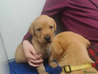 Labrador Retriever dogs Stunning 7th Generation Labrador Puppies - Advert 1
