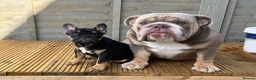 English Bulldog dogs for stud: 💚 KYLO 💚 - Advert 5