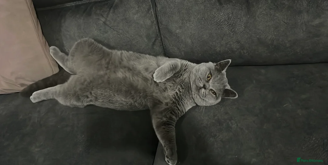 British Shorthair cats for sale: British Shorthair- 10 months old - Advert 2