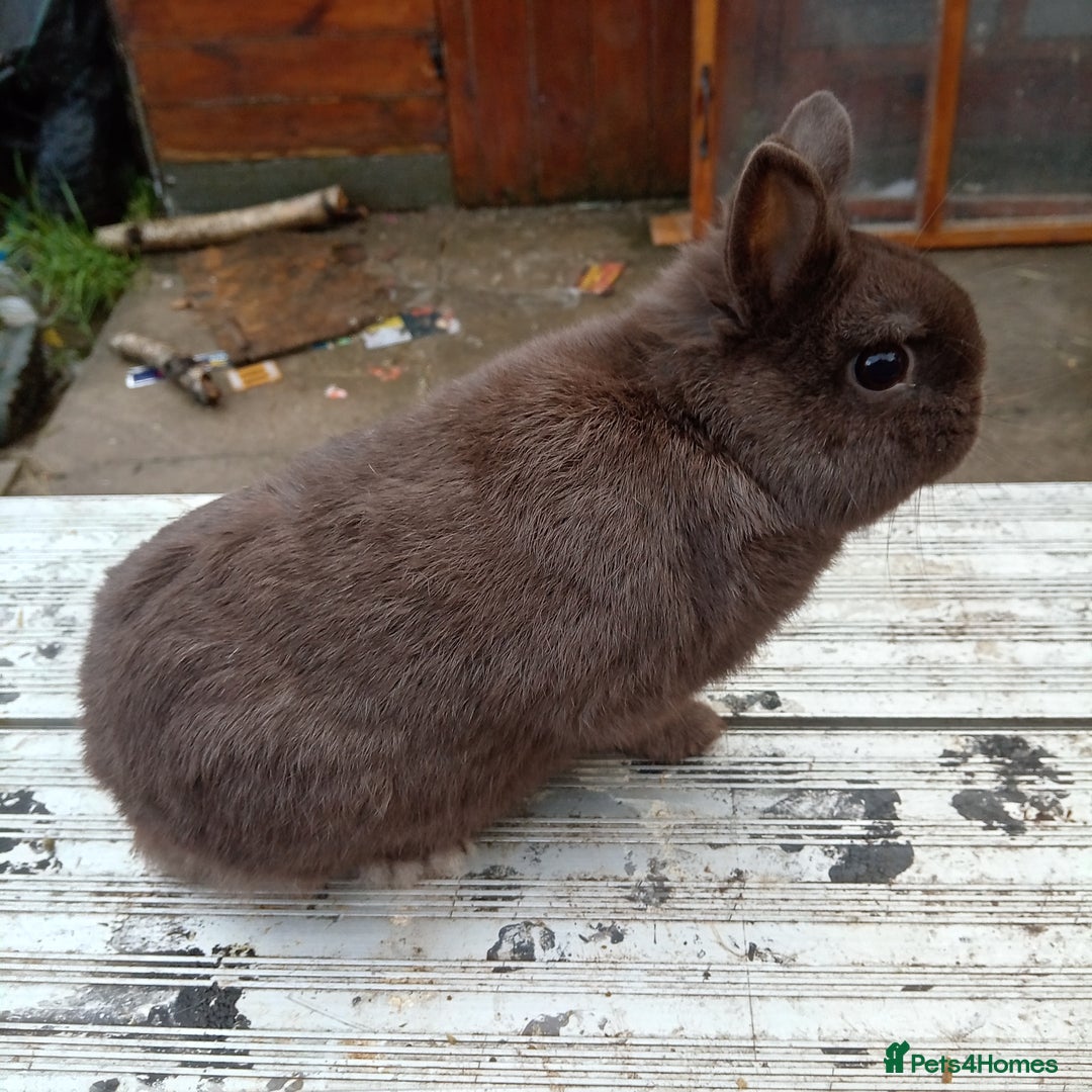 Netherland Dwarf rabbits for sale: Netherland dwarf females and males - Advert 2