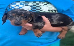 Miniature Dachshund dogs for sale: Pretty silver dapple doxies get urs home - Image 1
