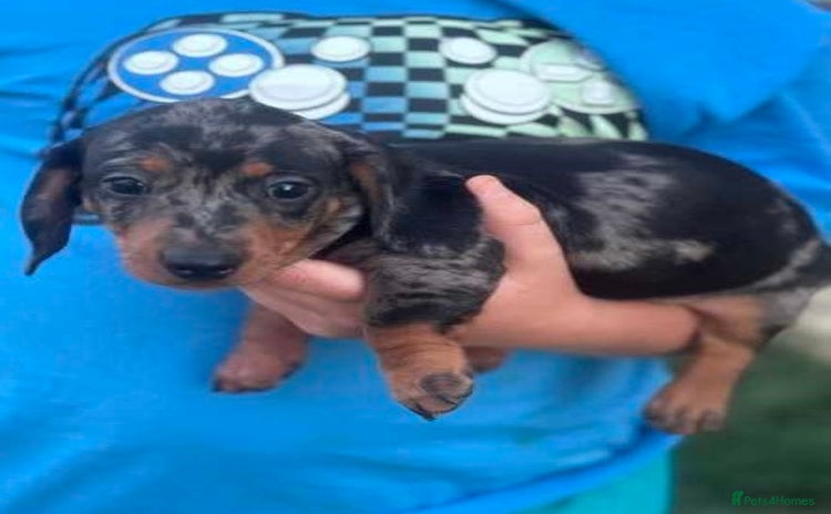 Miniature Dachshund dogs - Advert 17