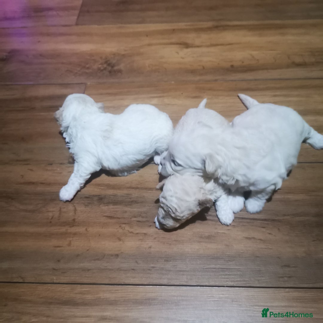 Bichon Frise dogs for sale: 3 beautifuls puppy Bichon Maltese - Advert 8