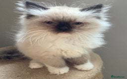 Ragdoll cats for sale: 4 Beautiful Female Ragdoll kittens for sale  - Image 17