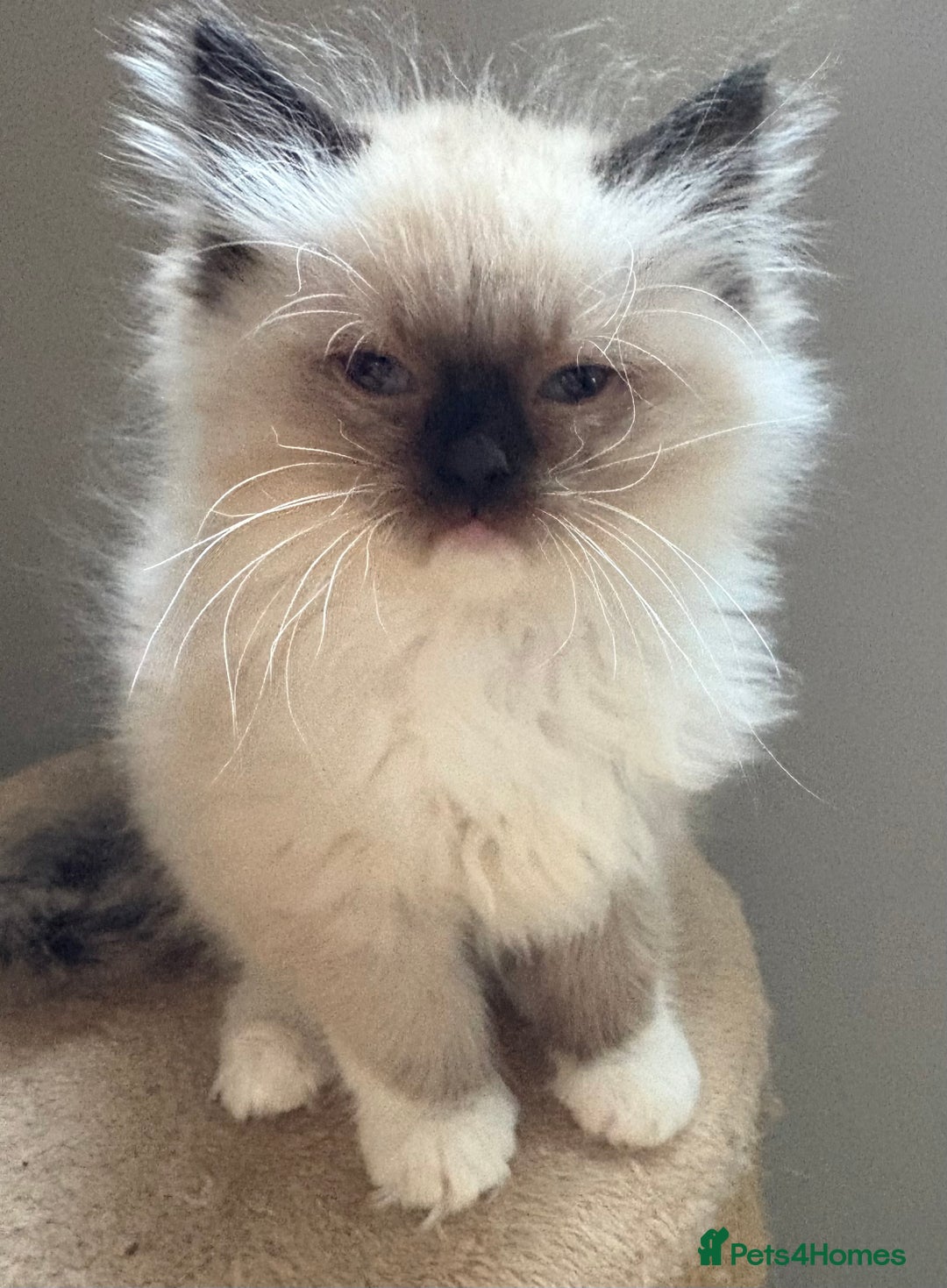 Ragdoll cats for sale: 4 Beautiful Female Ragdoll kittens for sale  - Image 17