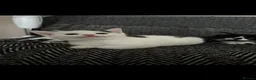 Domestic Shorthair cats for sale: Adorable kittens ready for forever homes 🩷 - Advert 11
