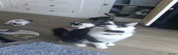 Mixed Breed cats for sale: 4 Beautiful cheeky kittens  - Advert 6