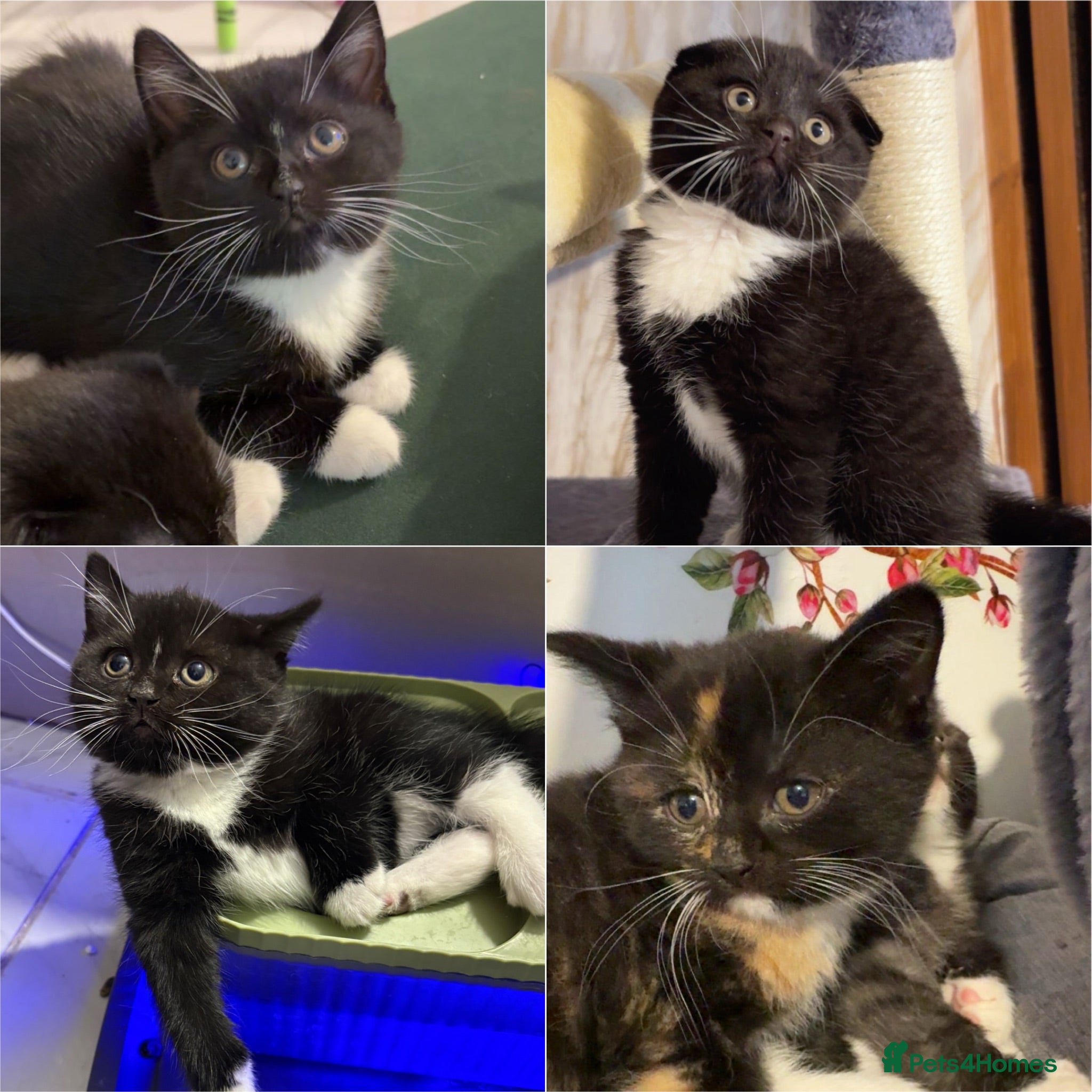 Mixed Breed cats Scottish fold, straight ears mixed breed kittens!  - Advert 7