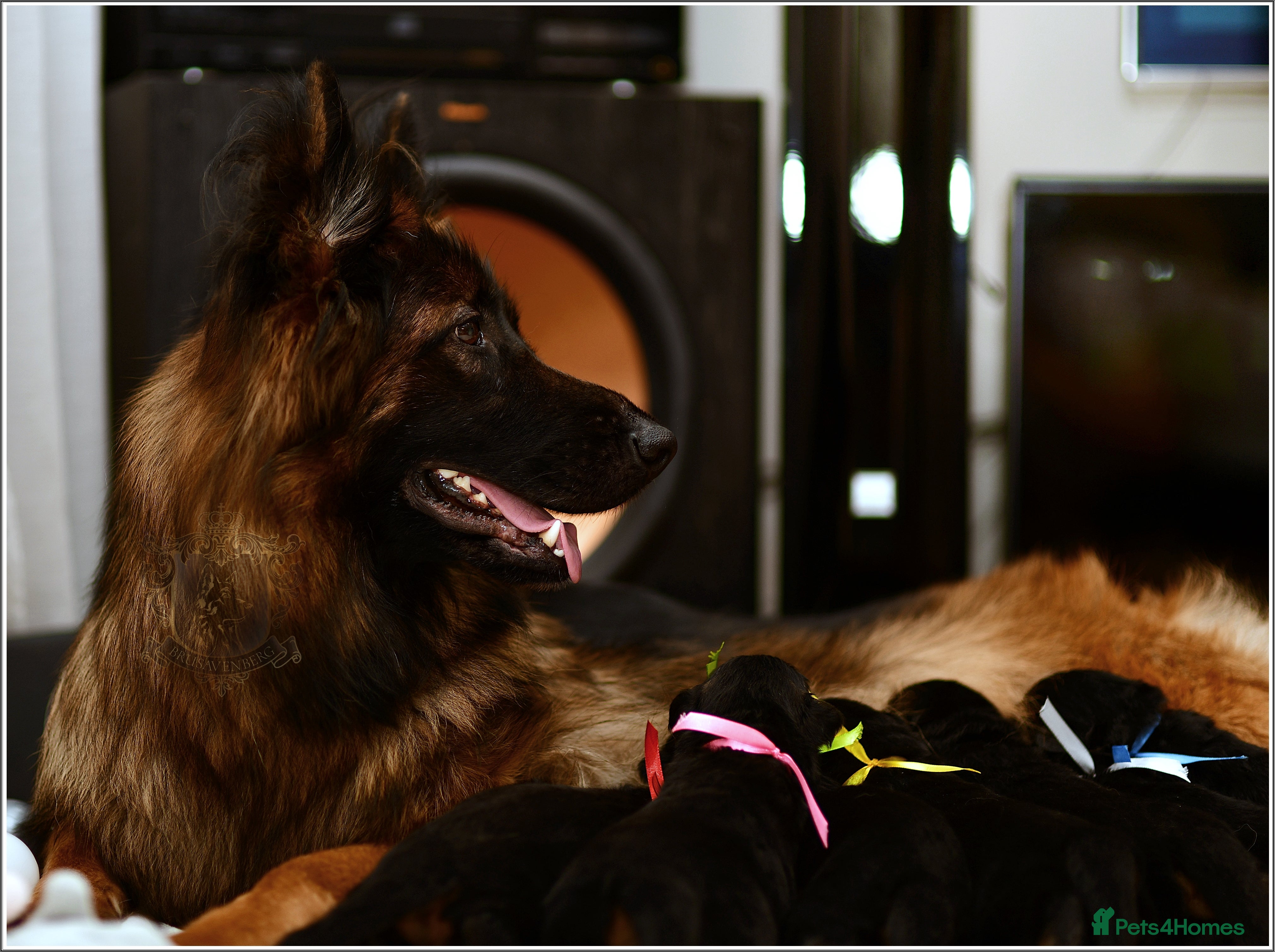 German Shepherd dogs LONGHAIRED SHOW TYPE GSD PUPPIES - Advert 14