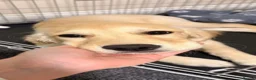 Golden Retriever dogs for sale: Beautiful Female Golden Retriever Puppy - Rehome in Blandford Forum - Advert 3