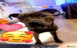 Mixed Breed dogs for sale: Mastiff cross Staffy called Dave🩵 - Image 2