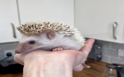 Pygmy Hedgehog rodents for sale: Baby African Pygmy Hedgehogs Male & Female Pinto - Advert 4