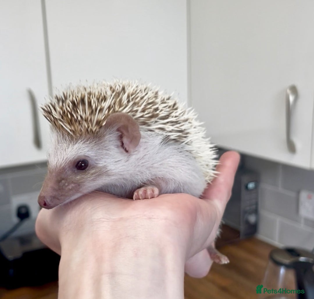 Pygmy Hedgehog rodents for sale: Baby African Pygmy Hedgehogs Male & Female Pinto - Advert 4