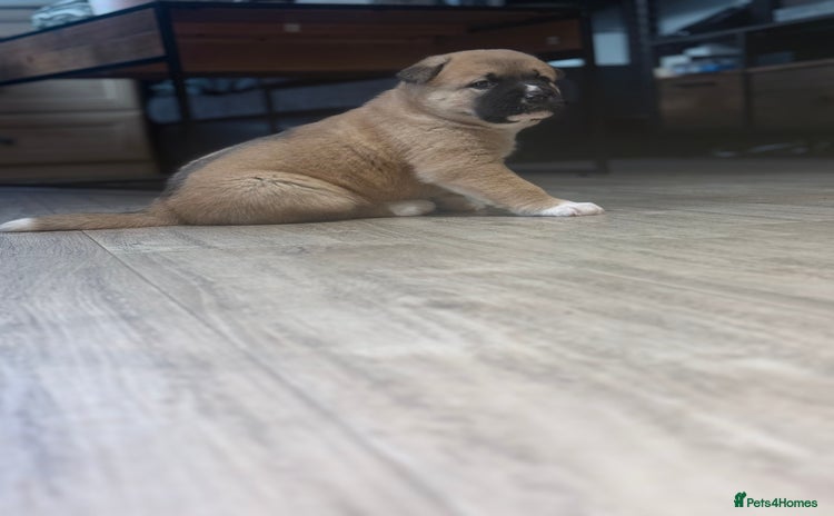 Akita dogs American Akita puppies - Advert 2