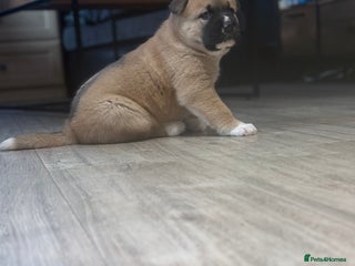 Akita dogs American Akita puppies - Advert 3