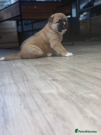 Akita dogs American Akita puppies - Advert 2