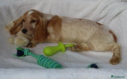Cocker Spaniel dogs for sale: 🏆BEAUTIFUL COLOURS 🏆 SHOW TYPE COCKER SPANIELS - Image 4