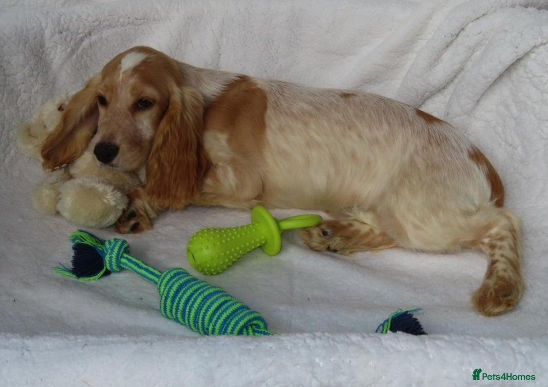 Cocker Spaniel dogs for sale: 🏆BEAUTIFUL COLOURS 🏆 SHOW TYPE COCKER SPANIELS - Image 4