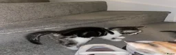 Mixed Breed cats for sale: Beautiful mixed American Kittens  - Advert 20
