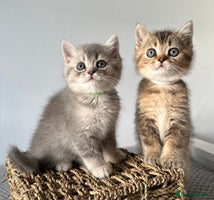British Shorthair cats ⭐️TICA registered British Shorthair kittens⭐️ - Advert 13