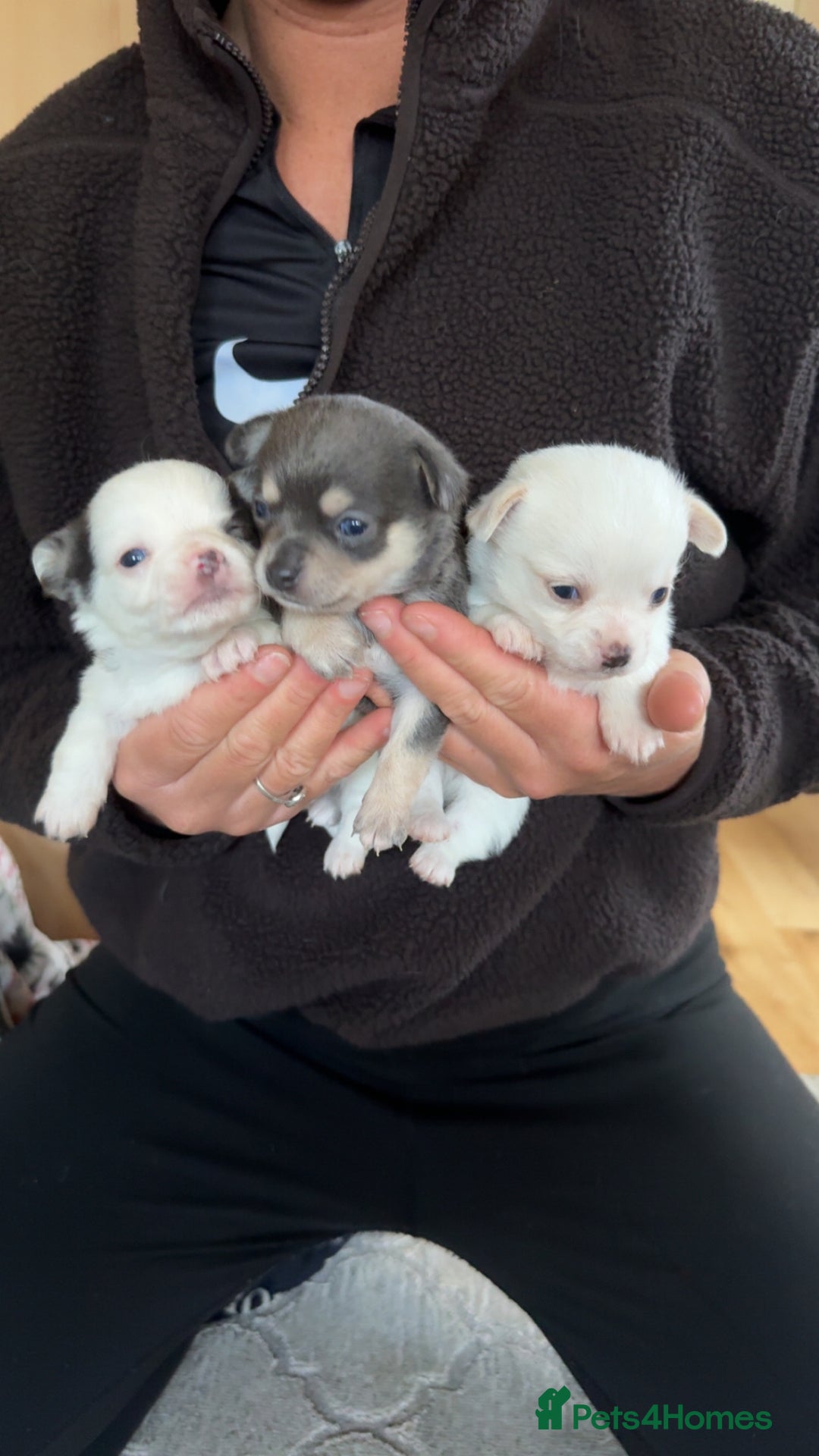 Chihuahua dogs for sale: lovely litter full breed chihuahua puppies - Advert 2