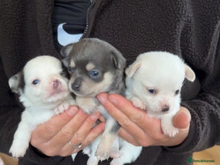 Chihuahua dogs lovely litter full breed chihuahua puppies - Advert 4