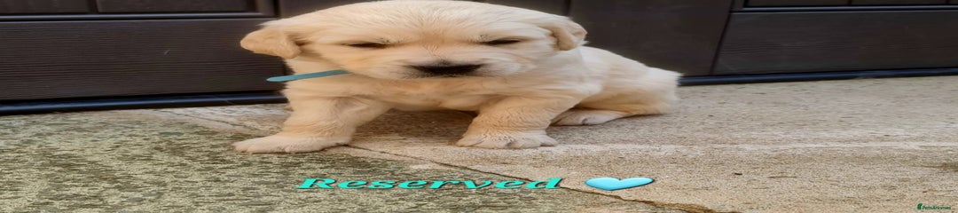 Golden Retriever Blue
