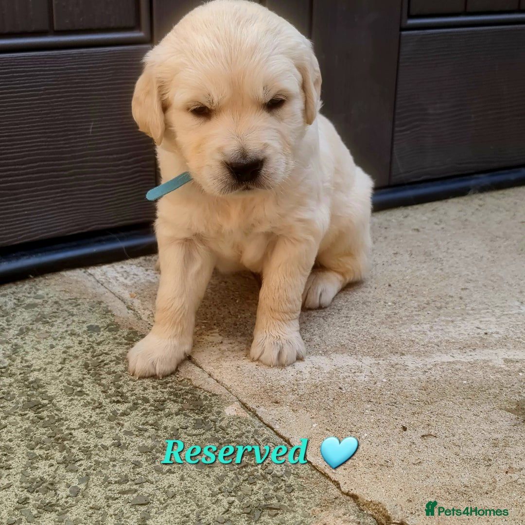 Golden Retriever dogs for sale: 💫💫💫 All puppies are reserved 💫💫💫 in Saint Helens - Image 15