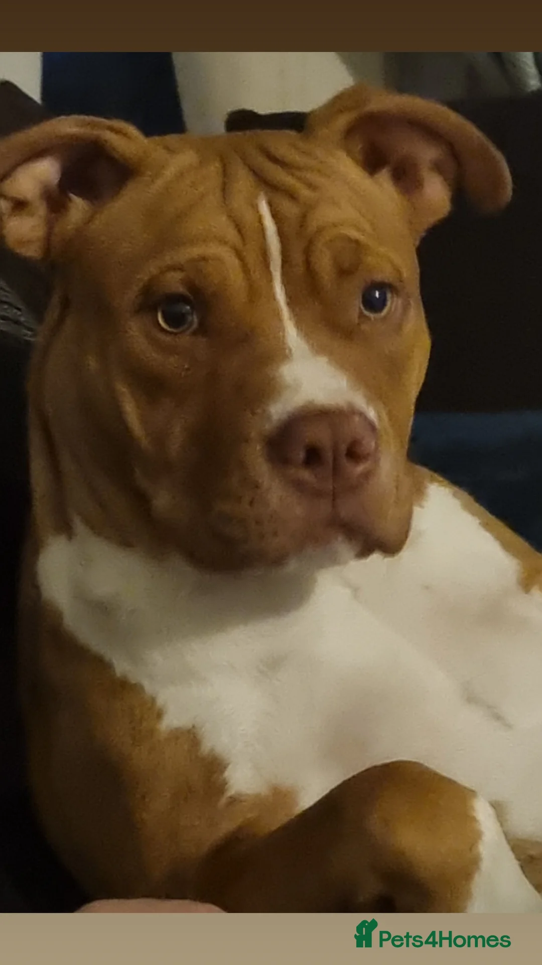 American Bulldog dogs for sale: American bulldog puppies - Advert 2