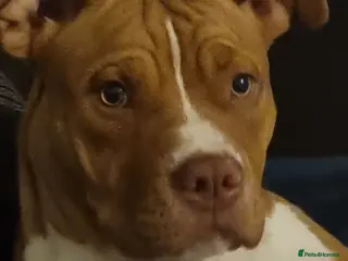 American Bulldog dogs American bulldog puppies - Advert 1