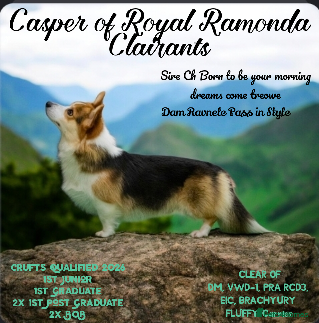 Welsh Corgi Pembroke dogs for sale: Kc reg Serbian lined bob & longtail - Advert 13