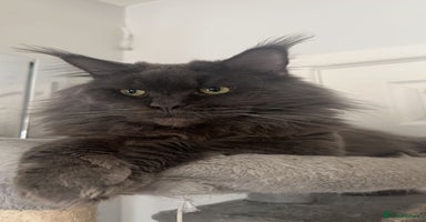 Maine Coon cats  TICA Maine Coon Kittens Ready Dec!  🎁  - Advert 2