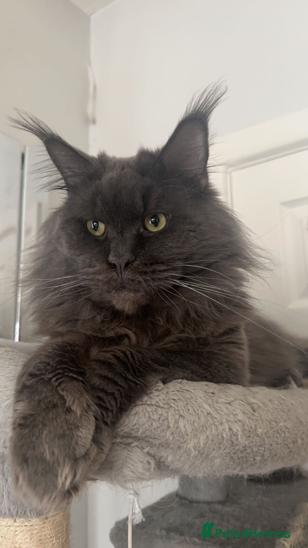 Maine Coon cats for sale:  TICA Maine Coon Kitten litter due soon!  - Advert 5