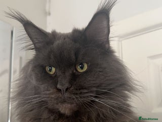 Maine Coon cats TICA Maine Coon Kittens Ready Dec! 🎁 - Advert 8