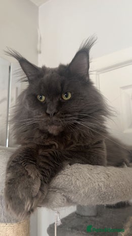 Maine Coon cats TICA Maine Coon Kittens Ready Dec! 🎁 - Advert 2