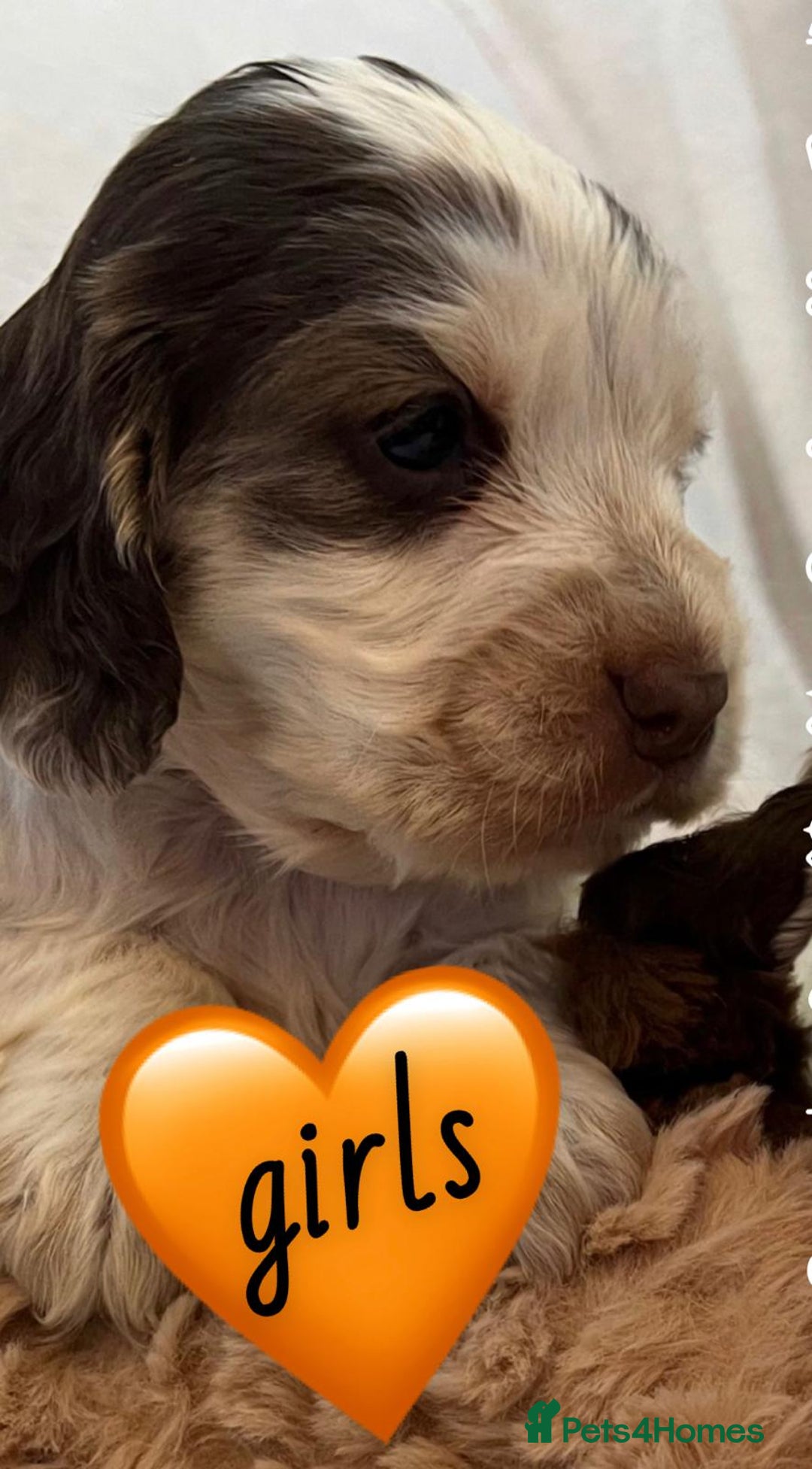 Cocker Spaniel dogs for sale: True show cocker spaniel pups  - Image 8