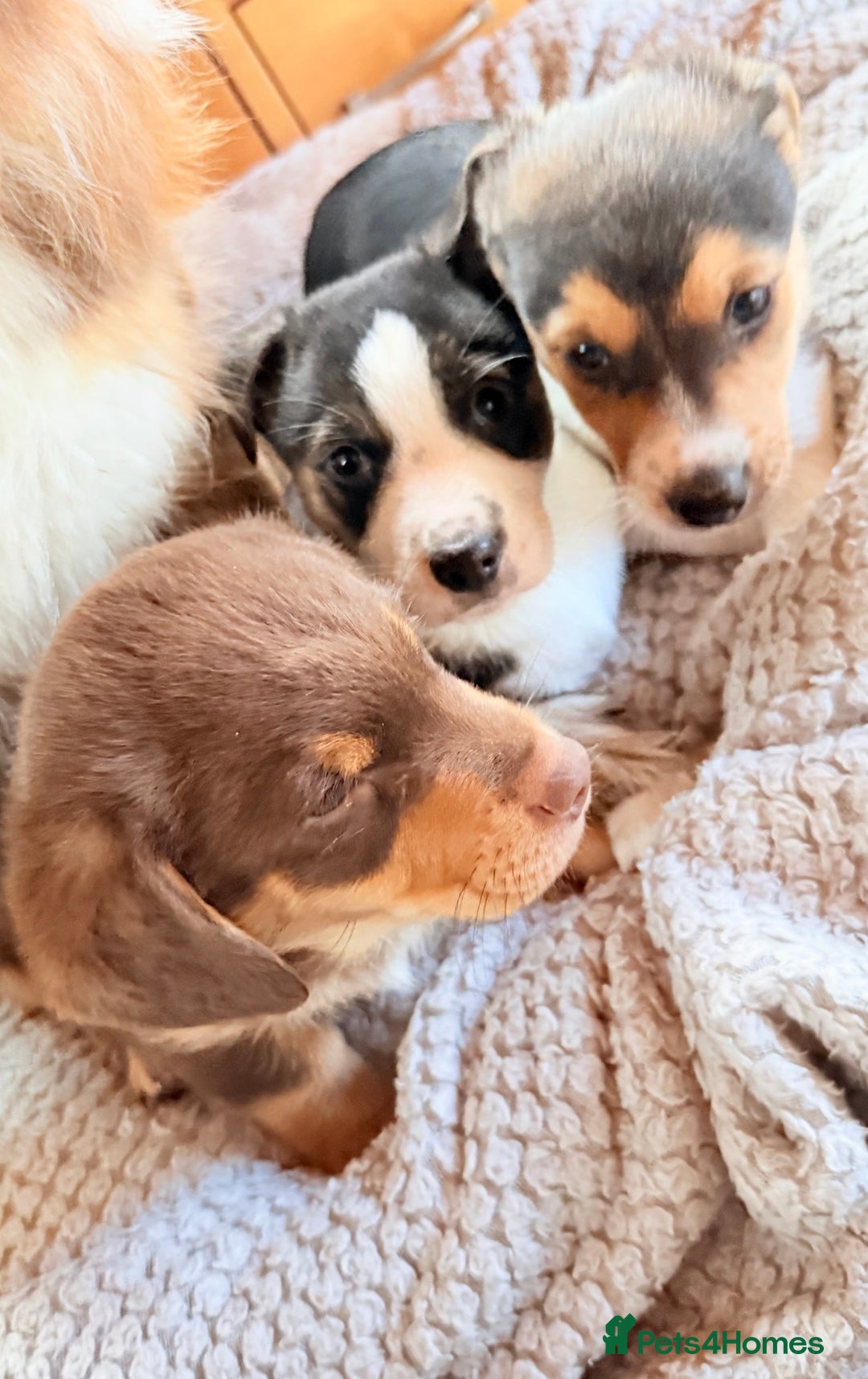 Mixed Breed dogs for sale: Cheeky trio looking for forever homes  - Advert 1