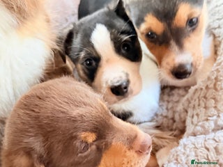 Mixed Breed dogs Cheeky trio looking for forever homes - Advert 7