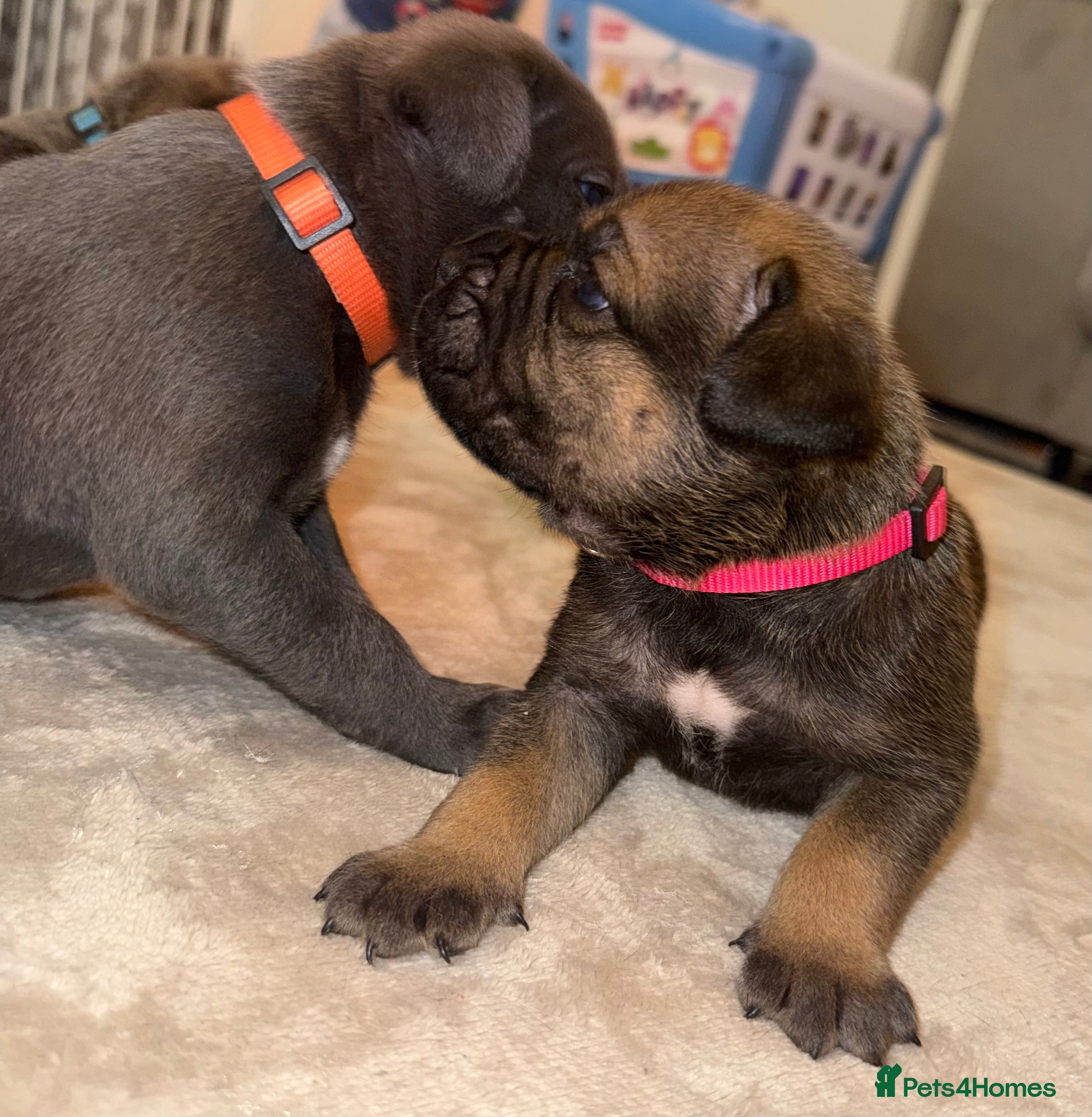 Cane Corso dogs ICF/ICCF Champion 6th GENERATION Cane Corso pups - Advert 12